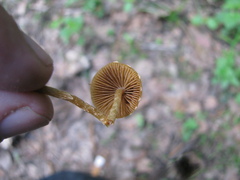 Conocybe velata