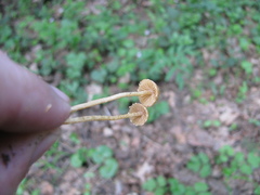 Conocybe velata