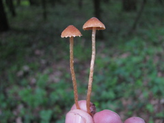 Conocybe velata