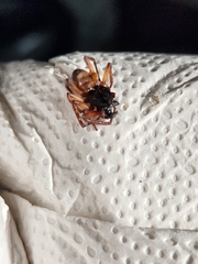 Corinninae