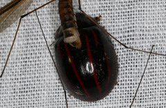 Paropsisterna semivittata