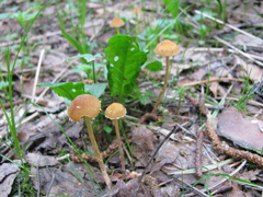 Conocybe velata