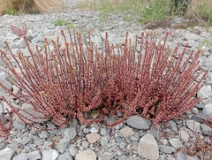 Epilobium melanocaulon