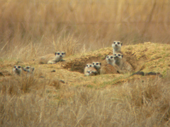 Suricata suricatta