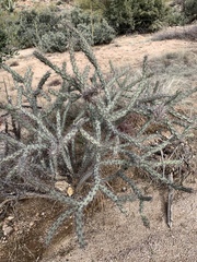 Cylindropuntia acanthocarpa