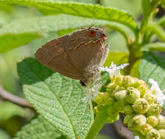 Electrostrymon endymion