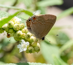Electrostrymon endymion