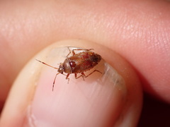 Alloeotomus germanicus