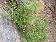 Pleurocoronis pluriseta