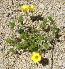 Leptosiphon chrysanthus