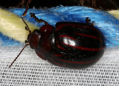 Paropsisterna semivittata