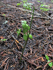 Botrychium crenulatum