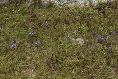 Herbertia pulchella