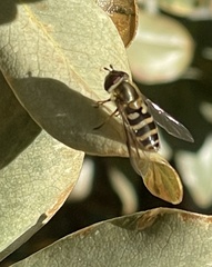 Syrphus