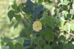 Abutilon hypoleucum