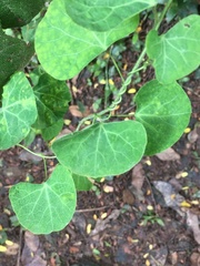 Cissampelos torulosa