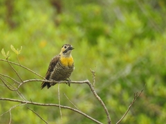Colaptes campestris campestroides