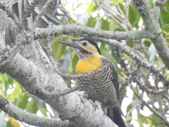 Colaptes campestris campestroides