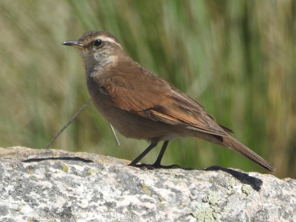 Cordoba Cinclodes photo