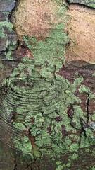 Hyperphyscia adglutinata