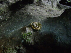 Bothrops jararaca