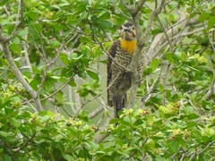 Colaptes campestris campestroides
