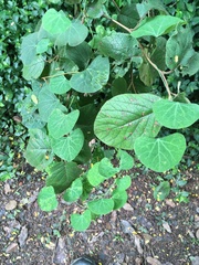 Cissampelos torulosa