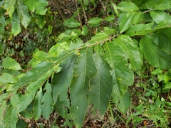 Castanea pumila