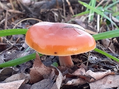 Flammulina velutipes