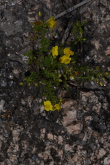 Scoparia montevidensis