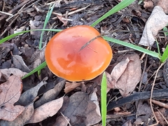 Flammulina velutipes
