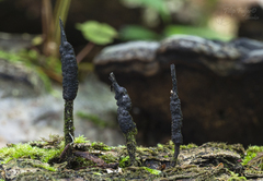 Xylaria digitata