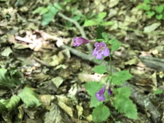 Clinopodium grandiflorum