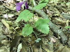 Clinopodium grandiflorum