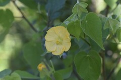 Abutilon hypoleucum