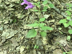 Clinopodium grandiflorum