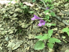 Clinopodium grandiflorum