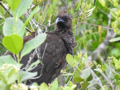 Ortalis squamata