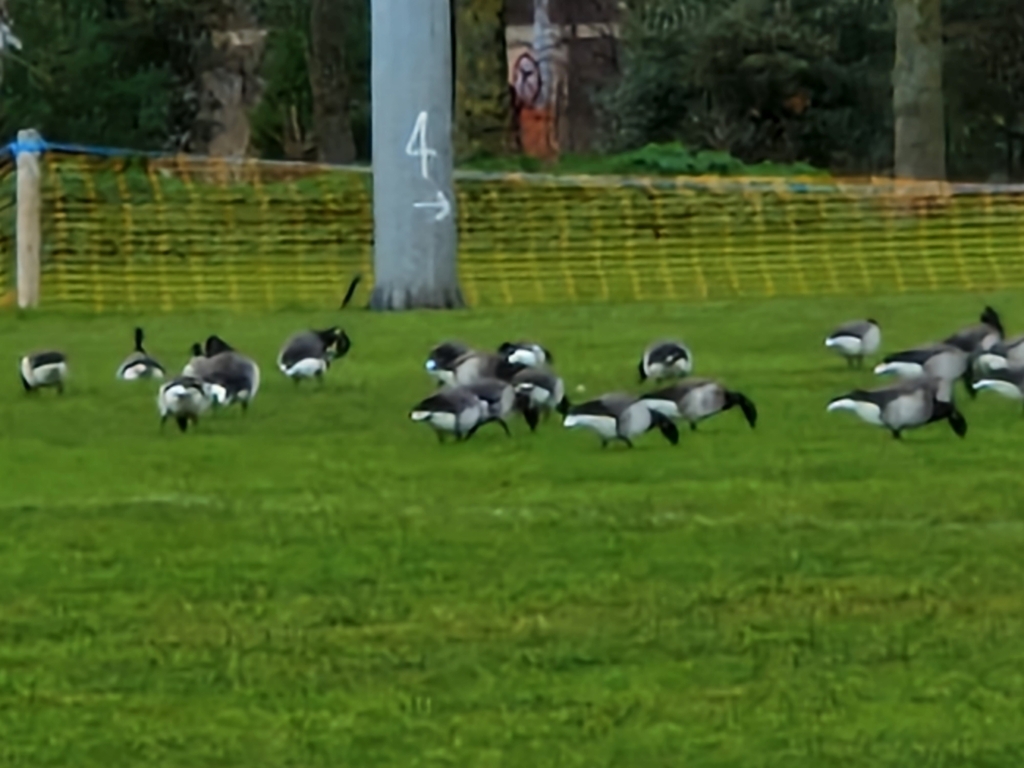 Light-bellied Brent Goose
