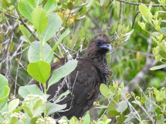 Ortalis squamata