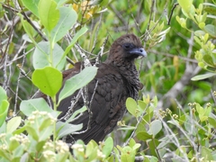 Ortalis squamata