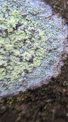 Lecanora barkmaniana