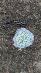 Lecanora barkmaniana