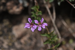 Cuphea glutinosa