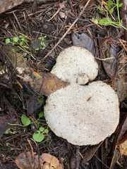 Jahnoporus hirtus