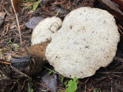 Jahnoporus hirtus