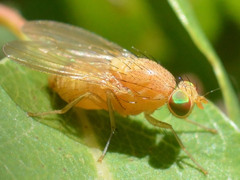 Lauxaniidae