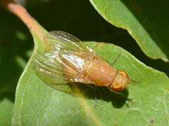 Lauxaniidae