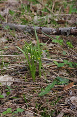 Gagea lutea