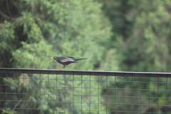Turdus boulboul